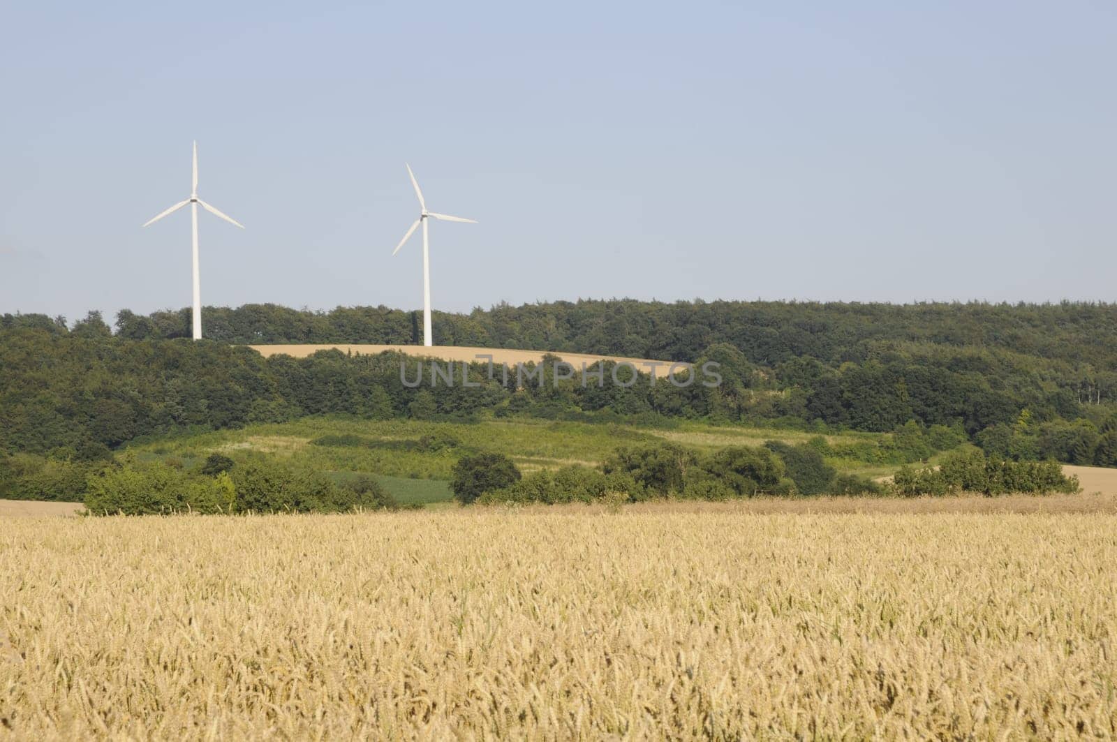Grain field and wind turbines