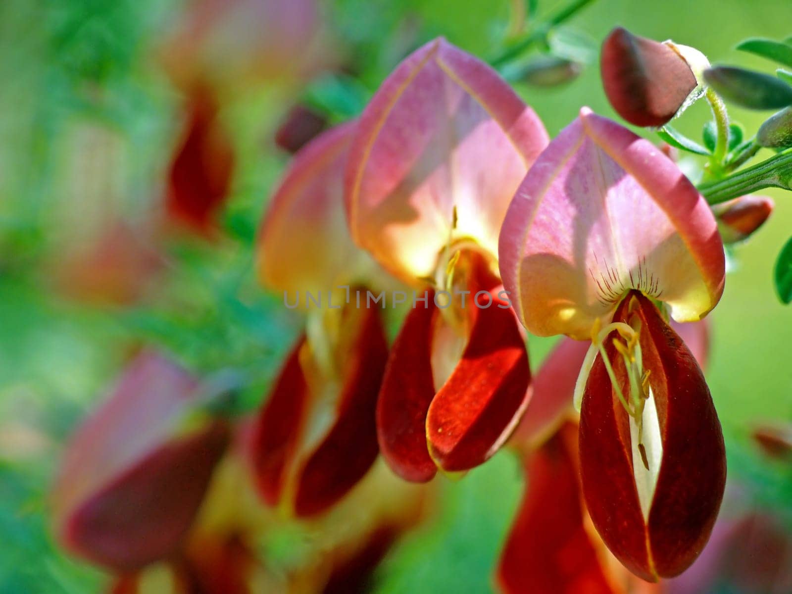Broom [Cytisus praecox Hollandia]