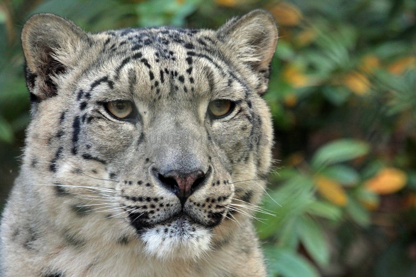 Snow leopard