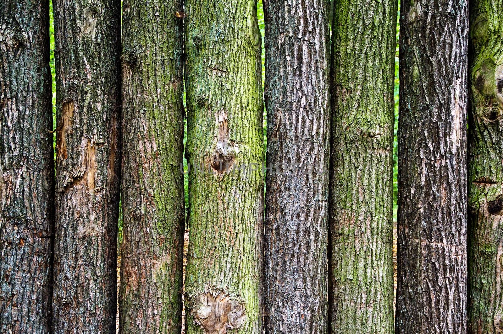 Wall of tree trunks