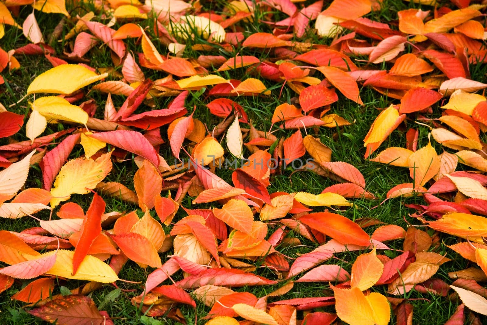 Background of fallen leaves - Cherry tree