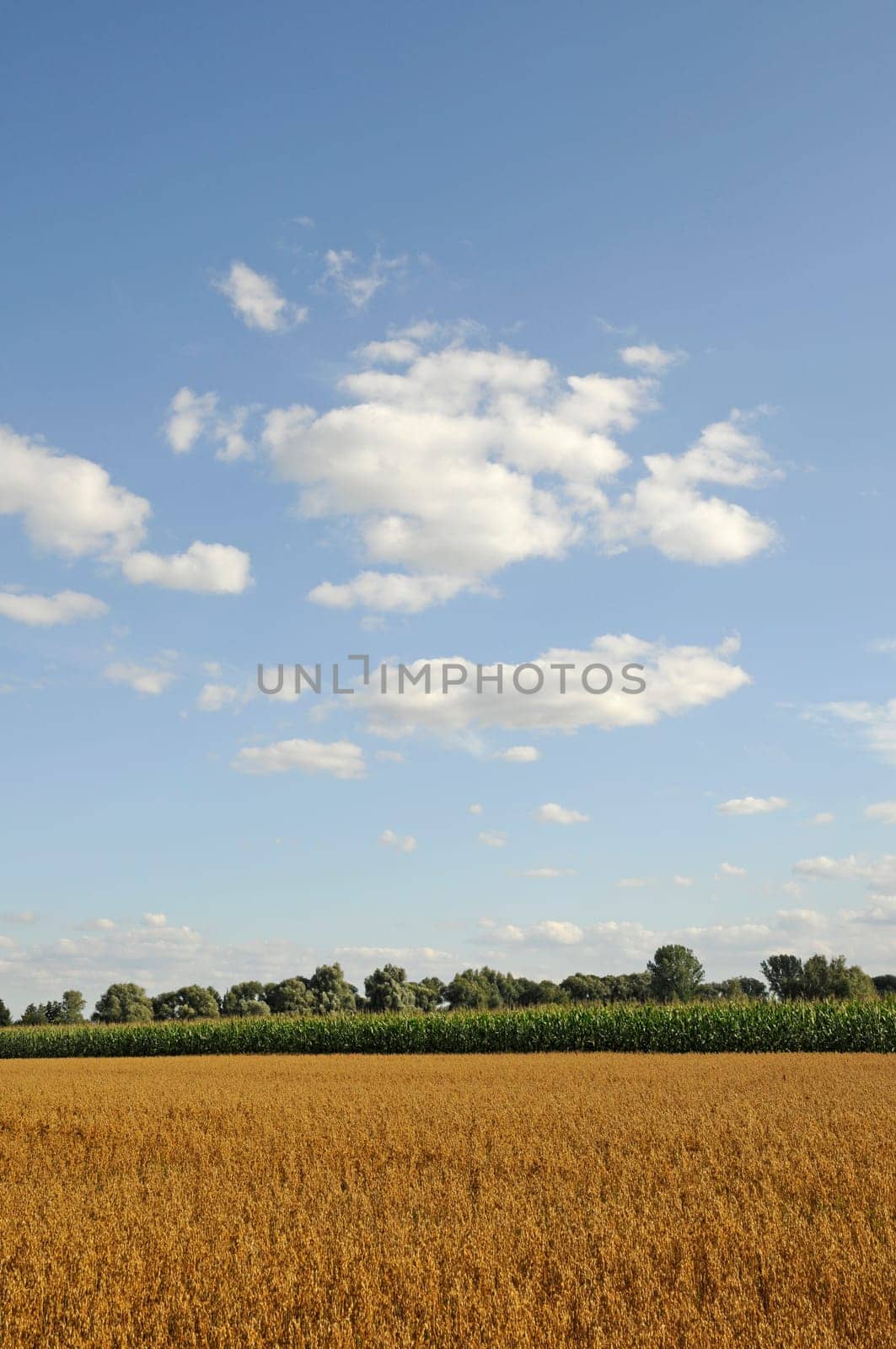 Grain field