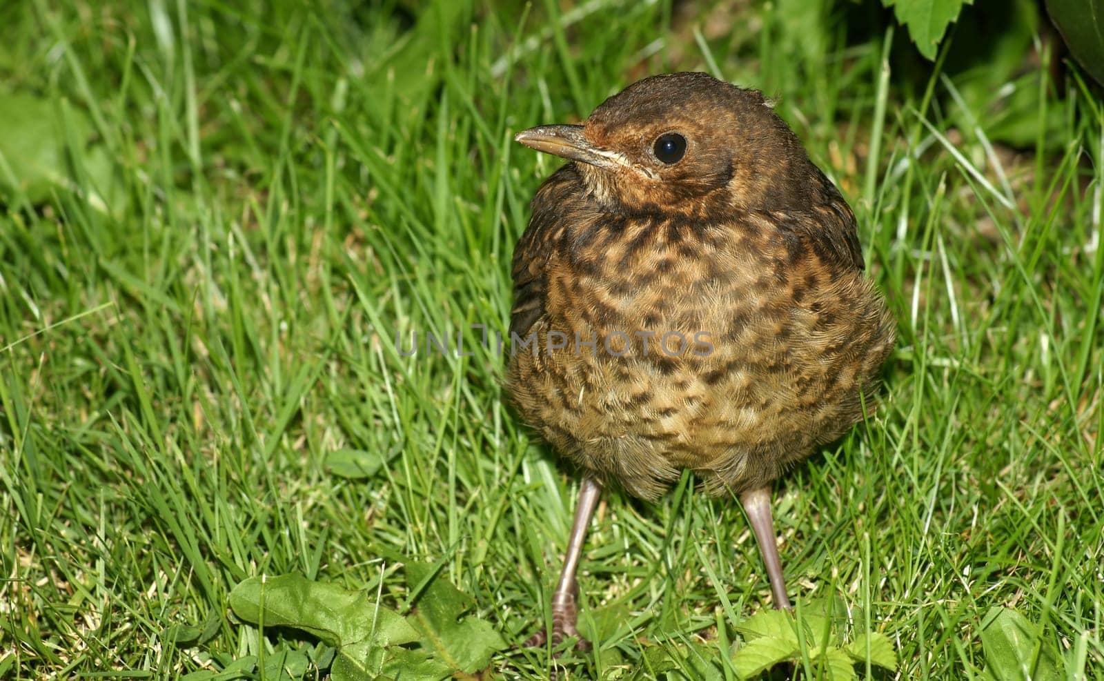 Young blackbird