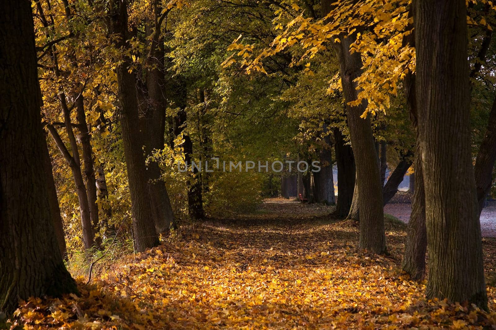 autumnal avenue
