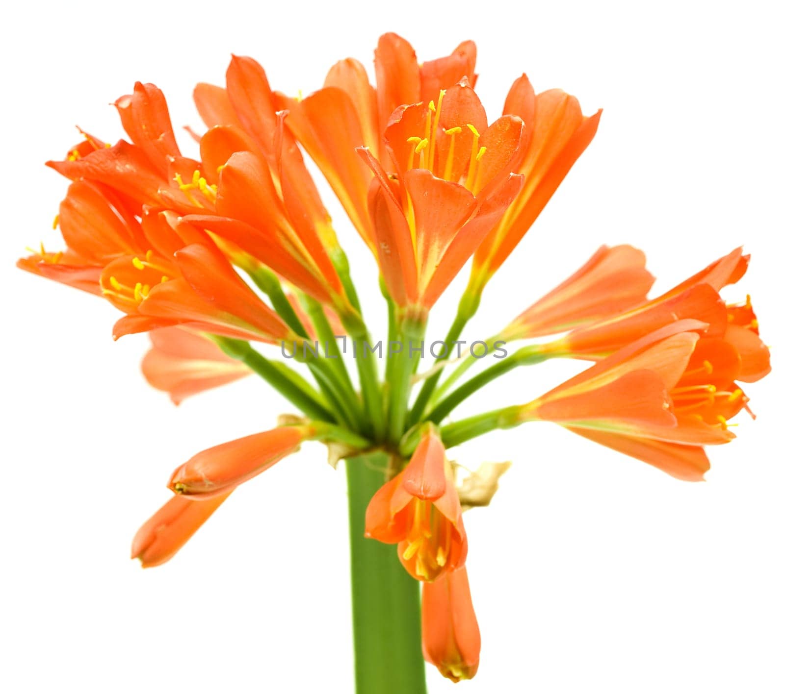 Kaffir Lily Clivia miniata spring flower