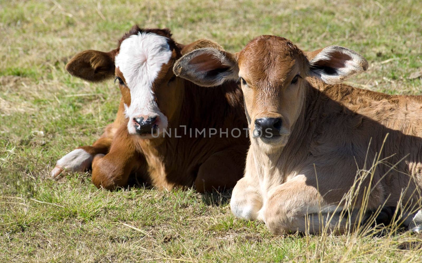 springtime charolais crossbreed and  simmental calves