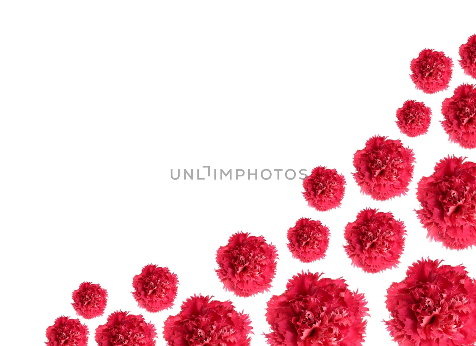 carnation flowers border pattern