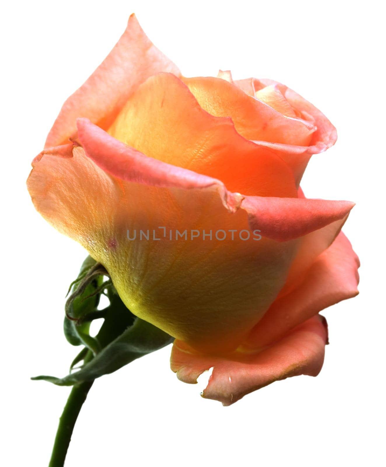 spring rose flower apricot orange