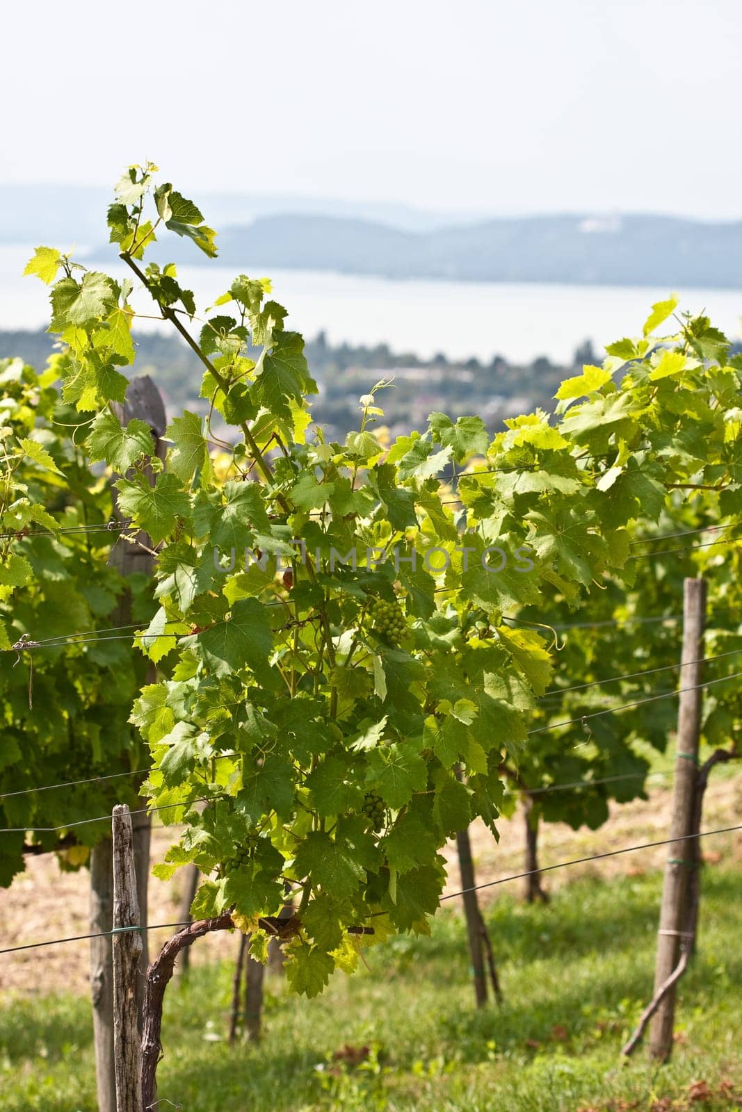 Vineyard