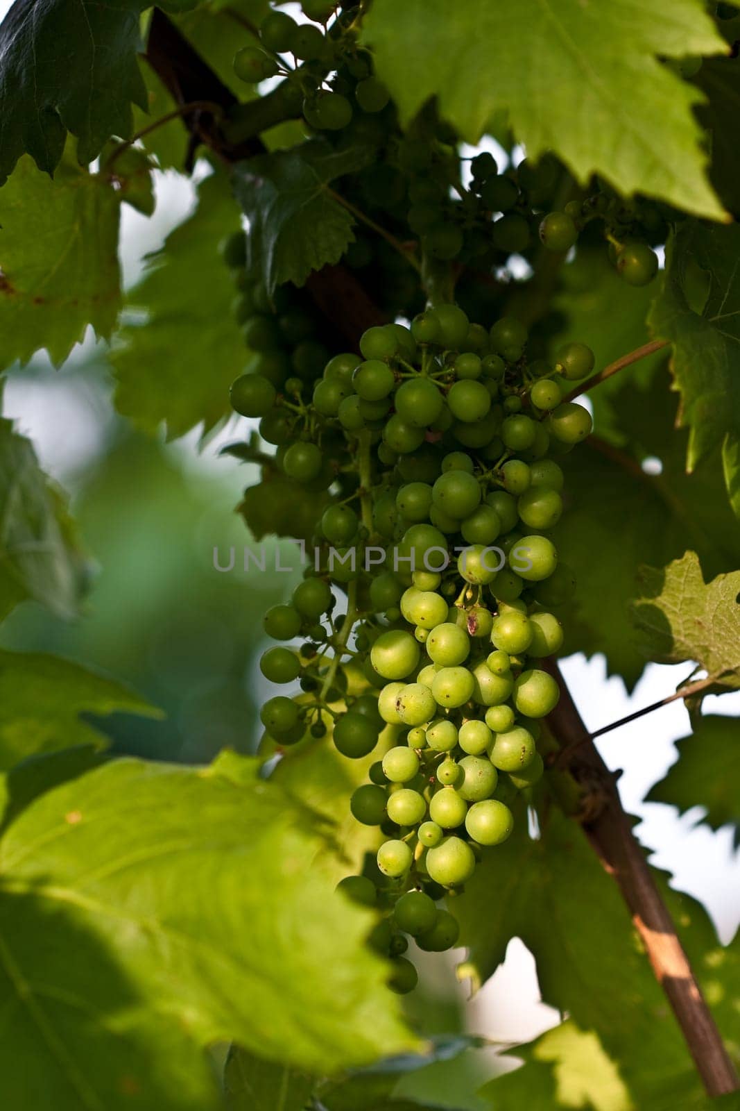 Grapevine II