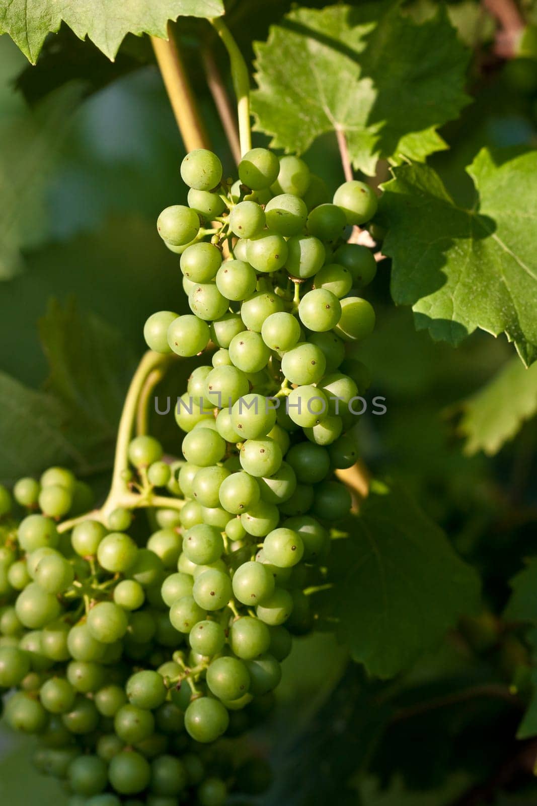 Grapevine III