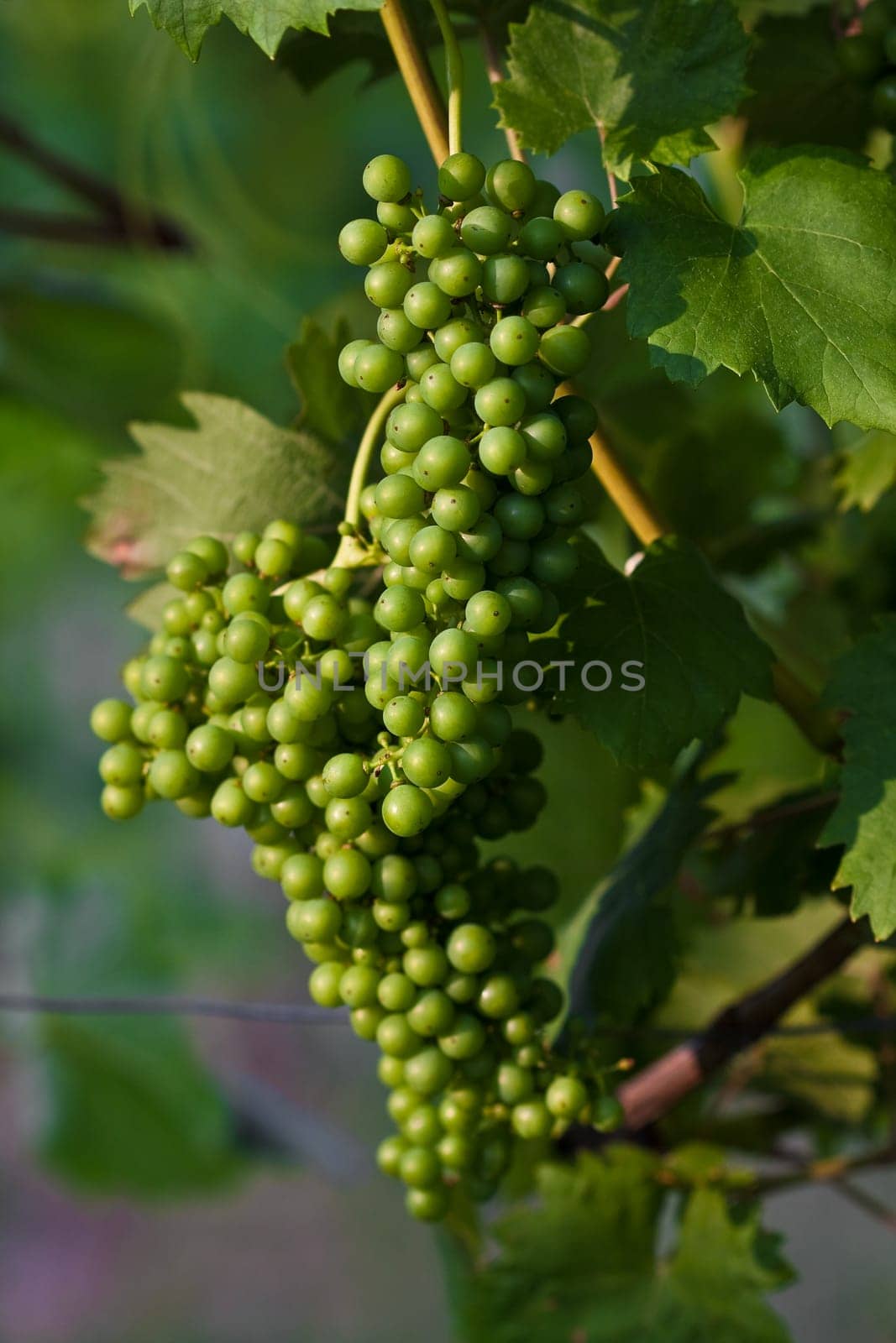 Grapevine