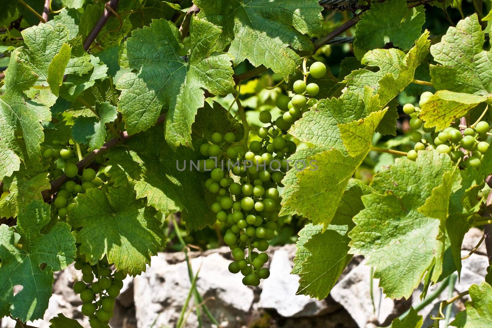 Vineyard II