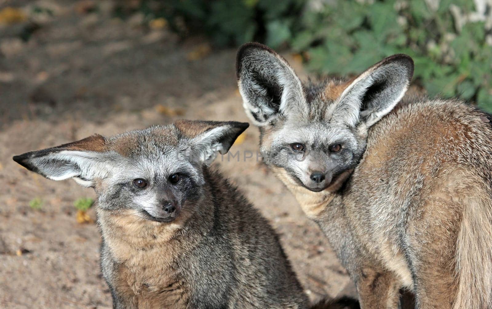 Shoe-eared bats