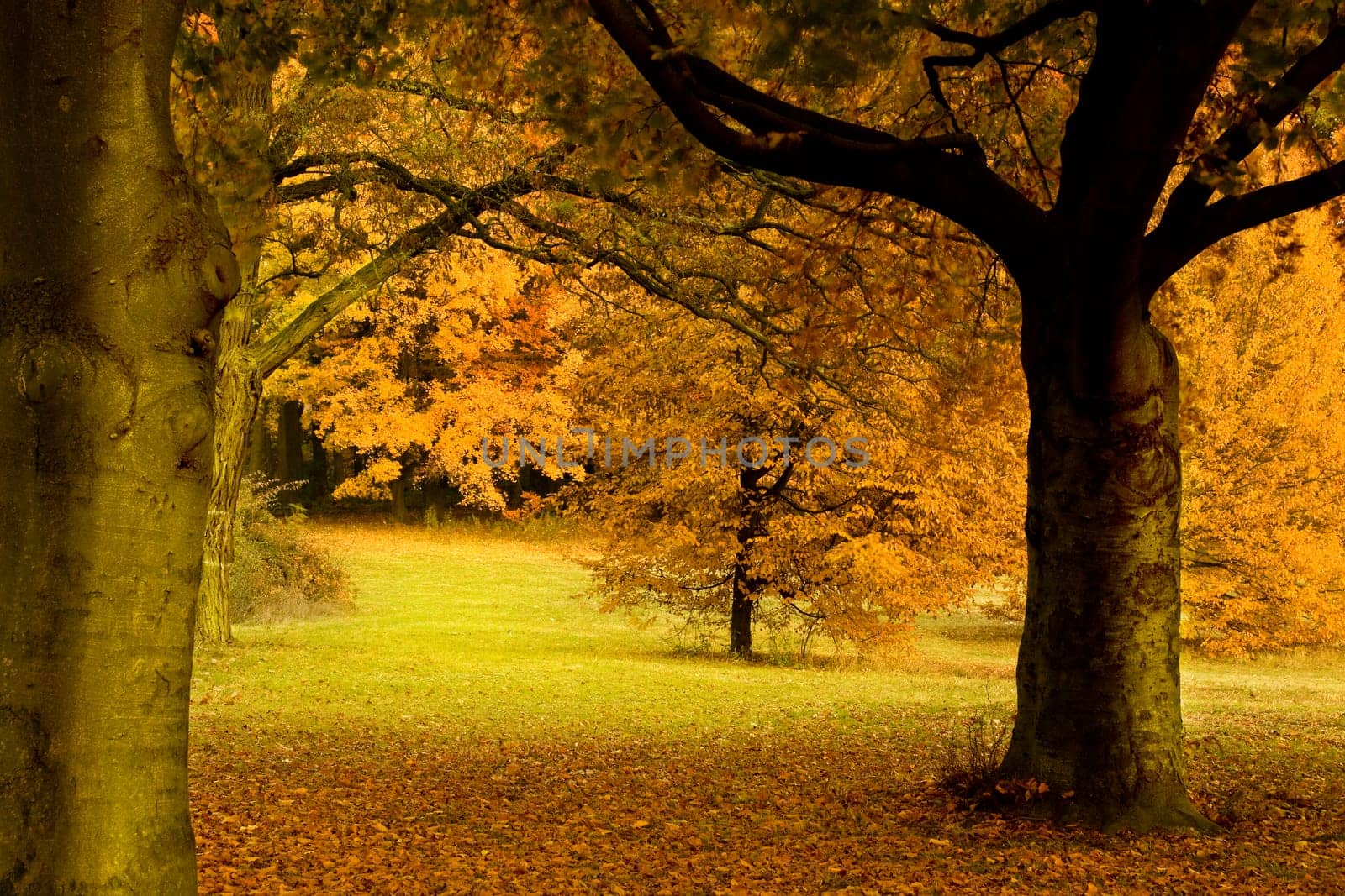 Autumn wd264