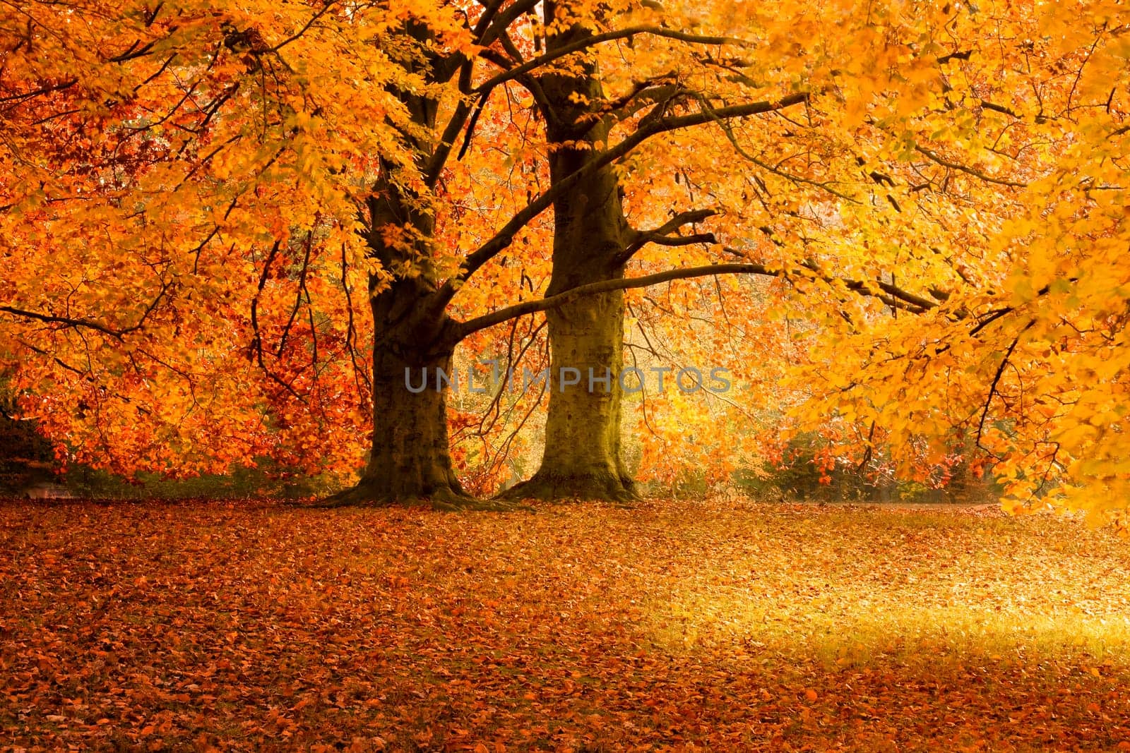 Autumn wd263