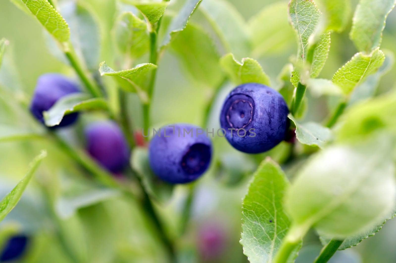 blueberry shrubs