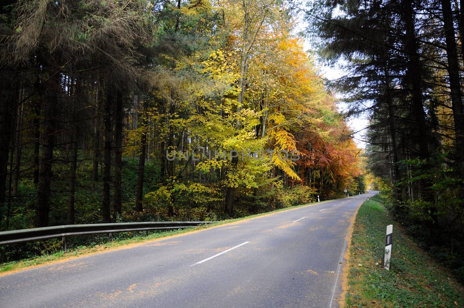 Background - autumnal forest - road