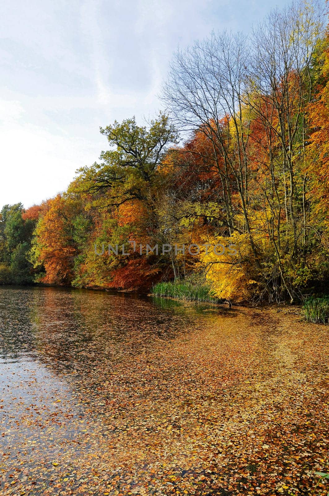 Autumnal Forest - Lake