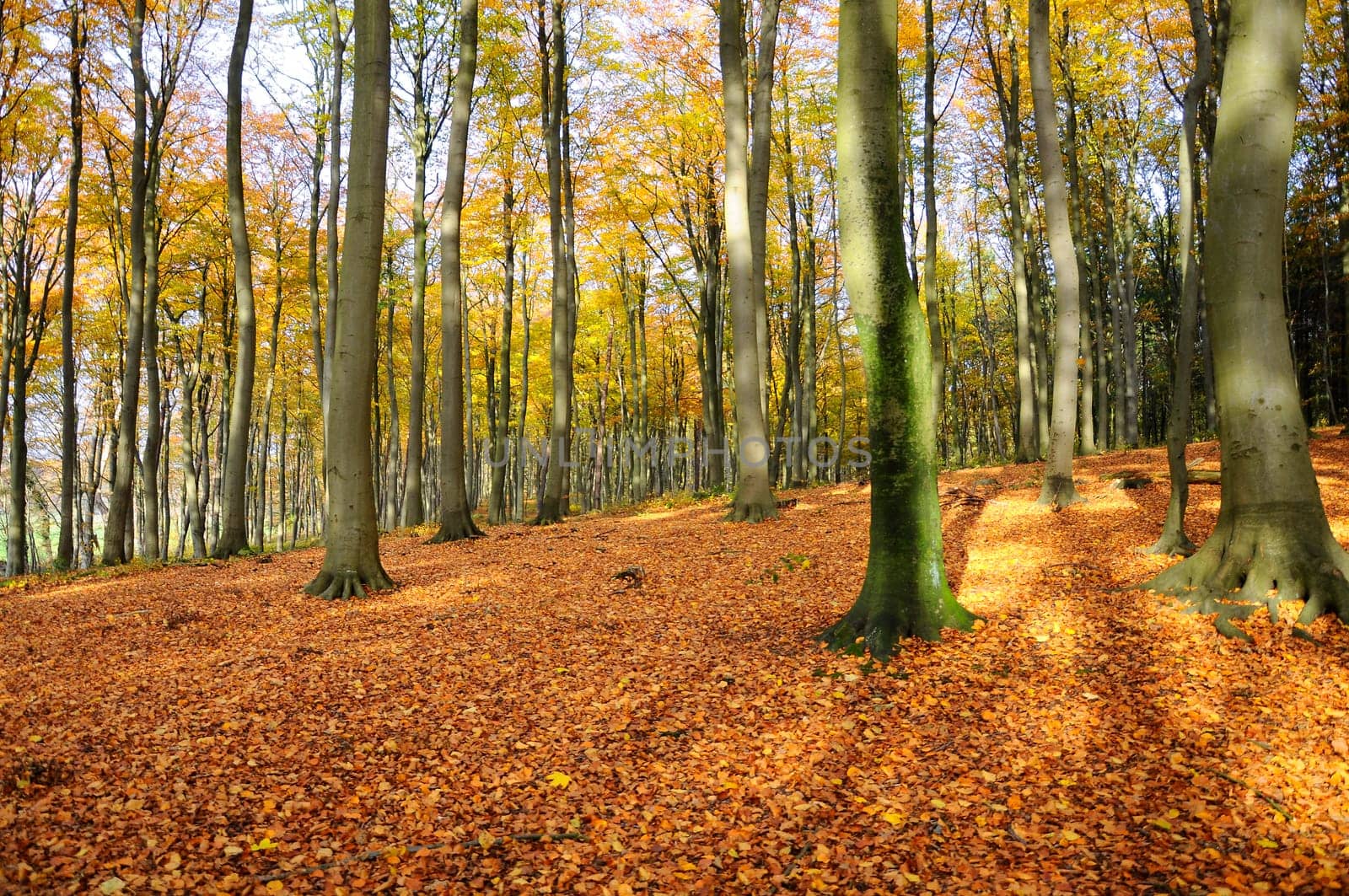 Forest floor - autumnal forest