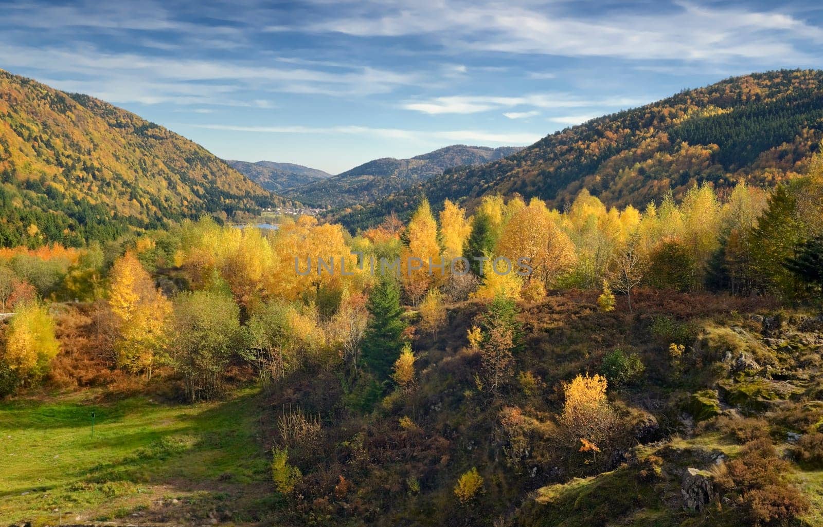 Birch Lights