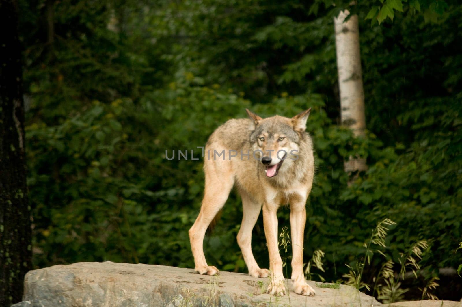 attentive great plains wolf