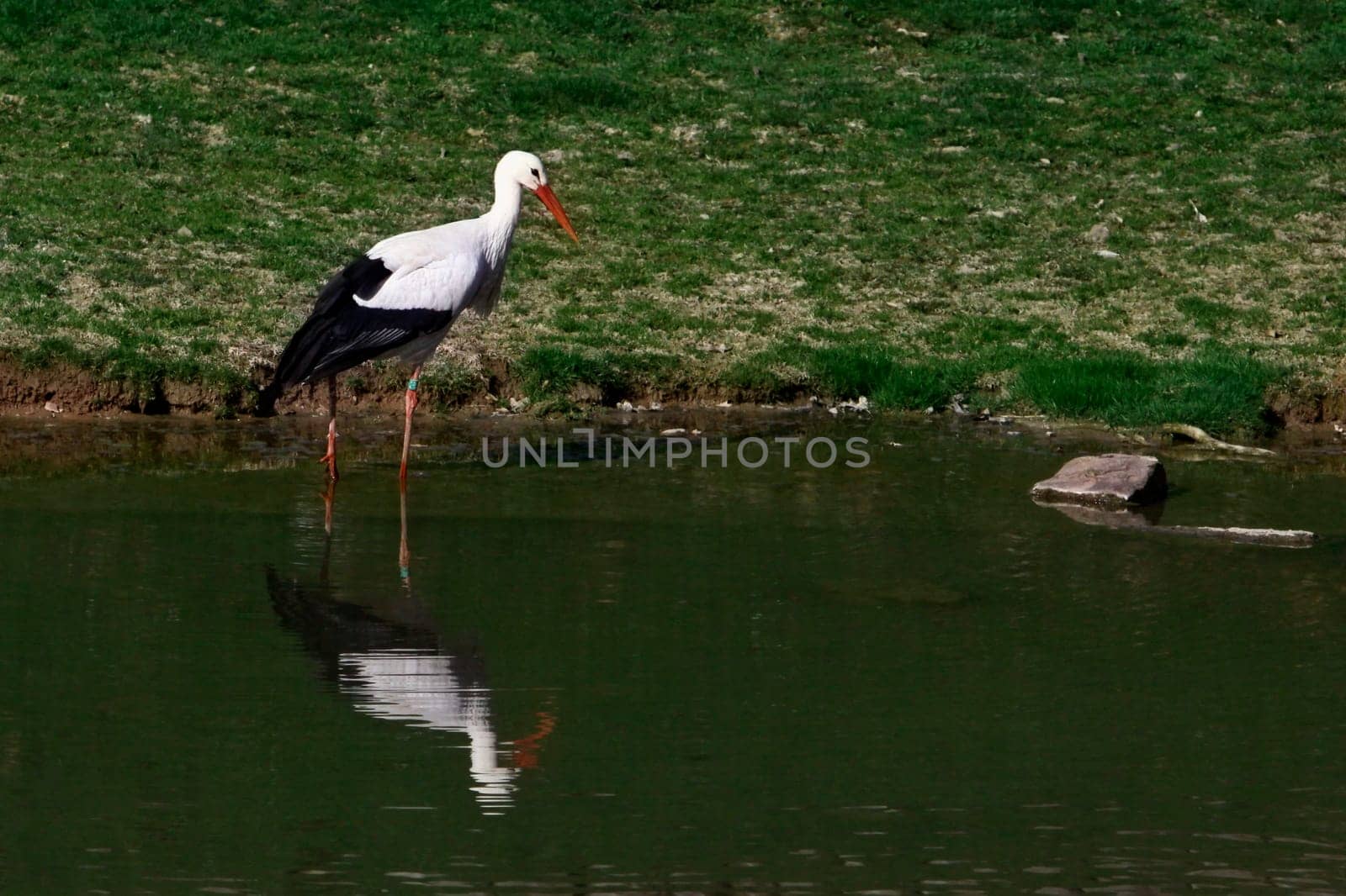 white stork near lake