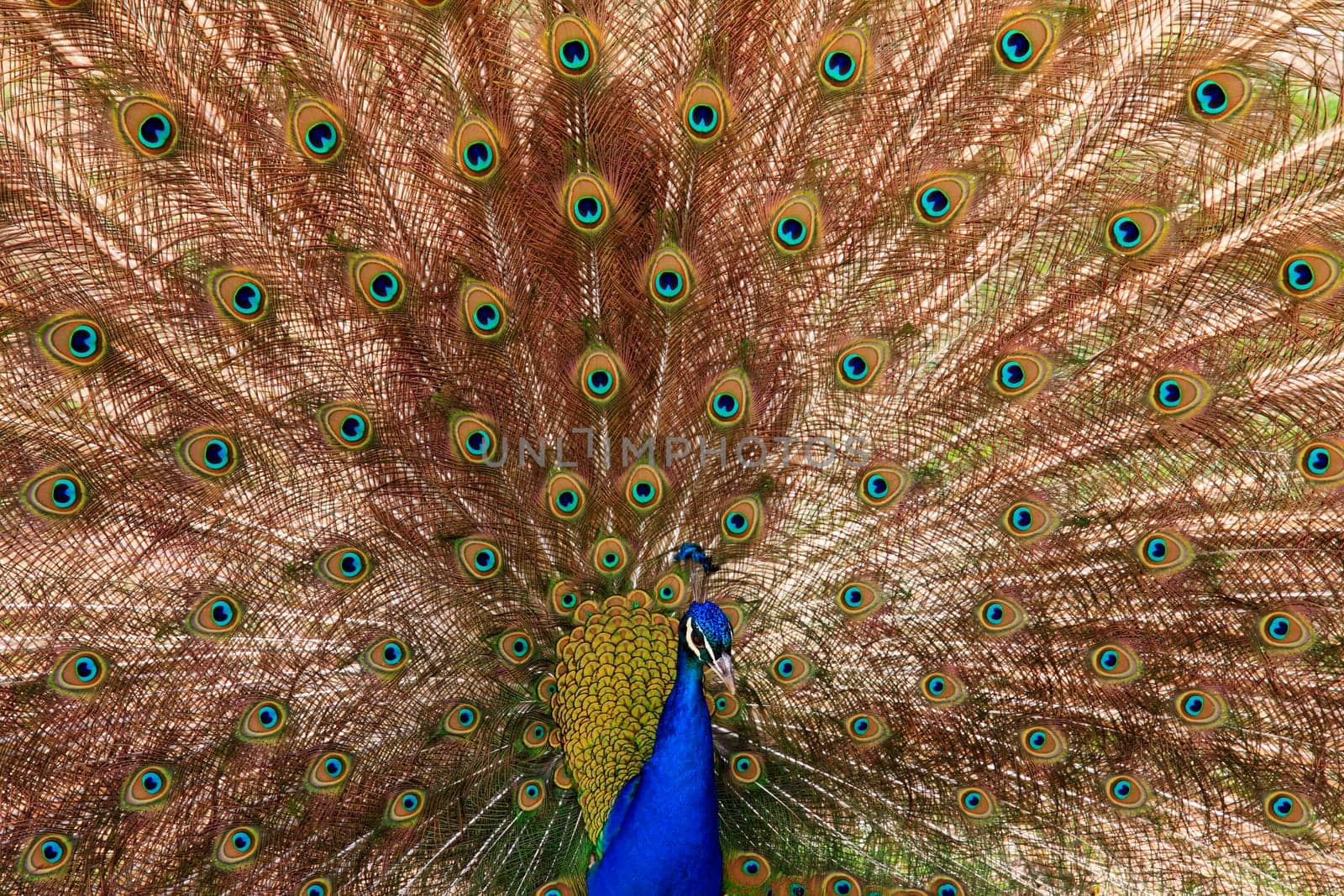 peacock with outstretched plumage