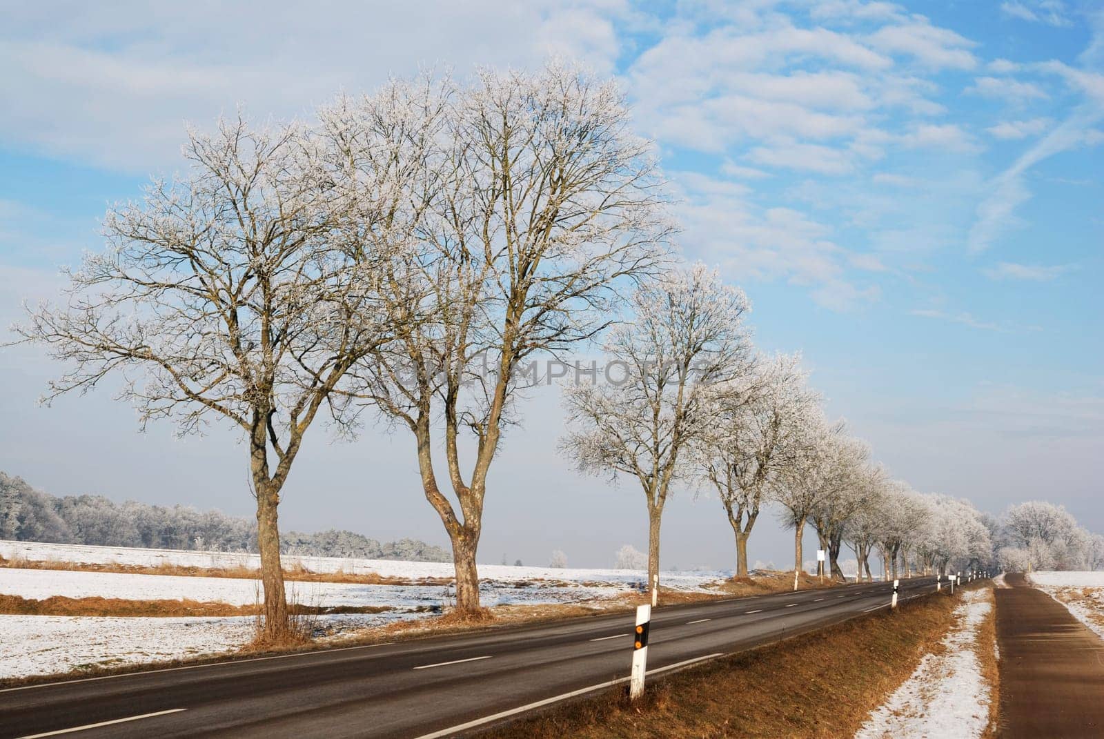 Frosted Trees