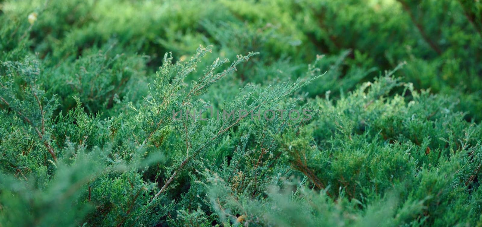 Green juniper bush in the park on a summer day, coniferous plant by ndanko