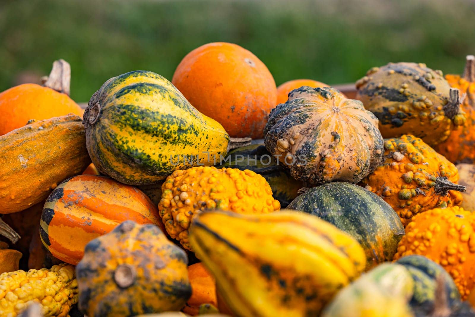 Pumpkin and ornamental squash in different varieties and colors on a large pile cropped against green nature