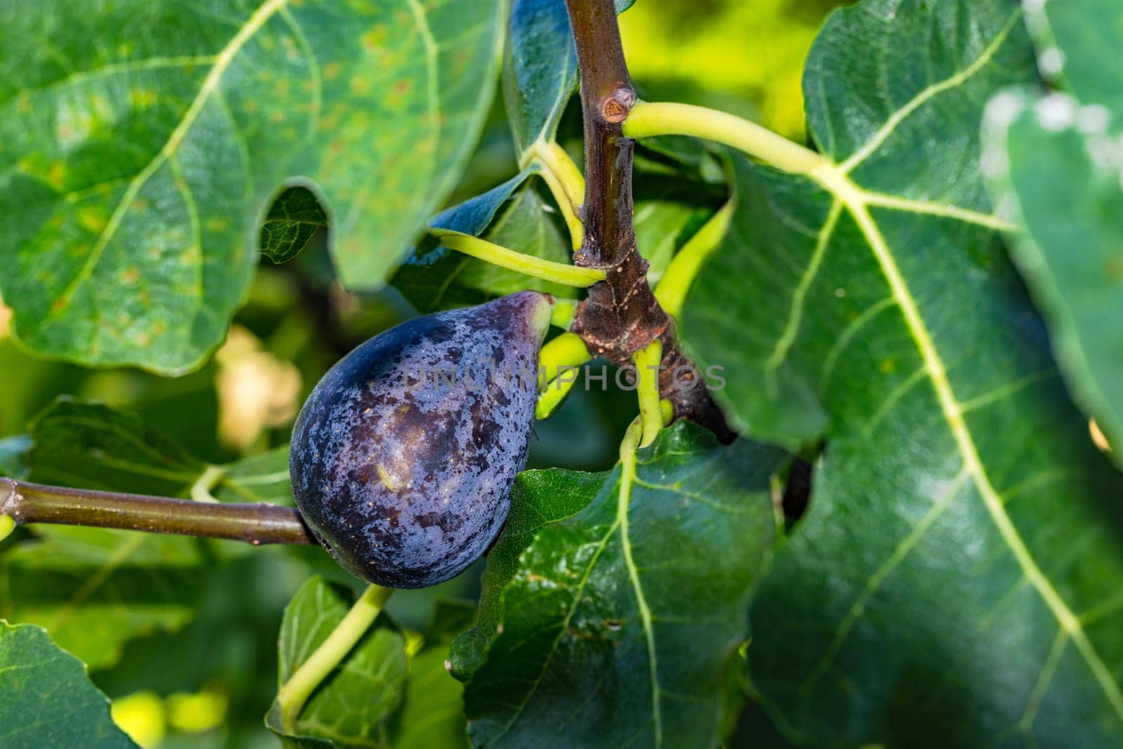 A ripe purple fig next to green leaves on a young fig tree in autumn