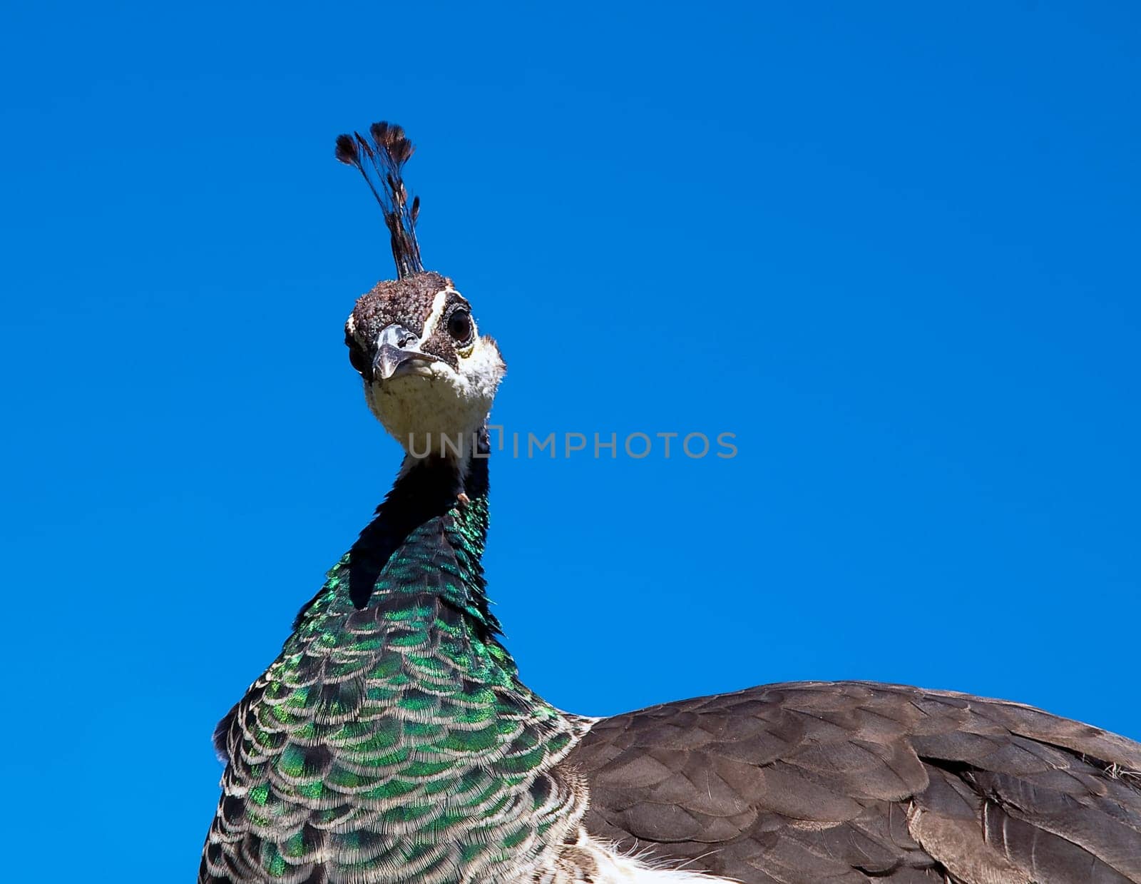 Pfau