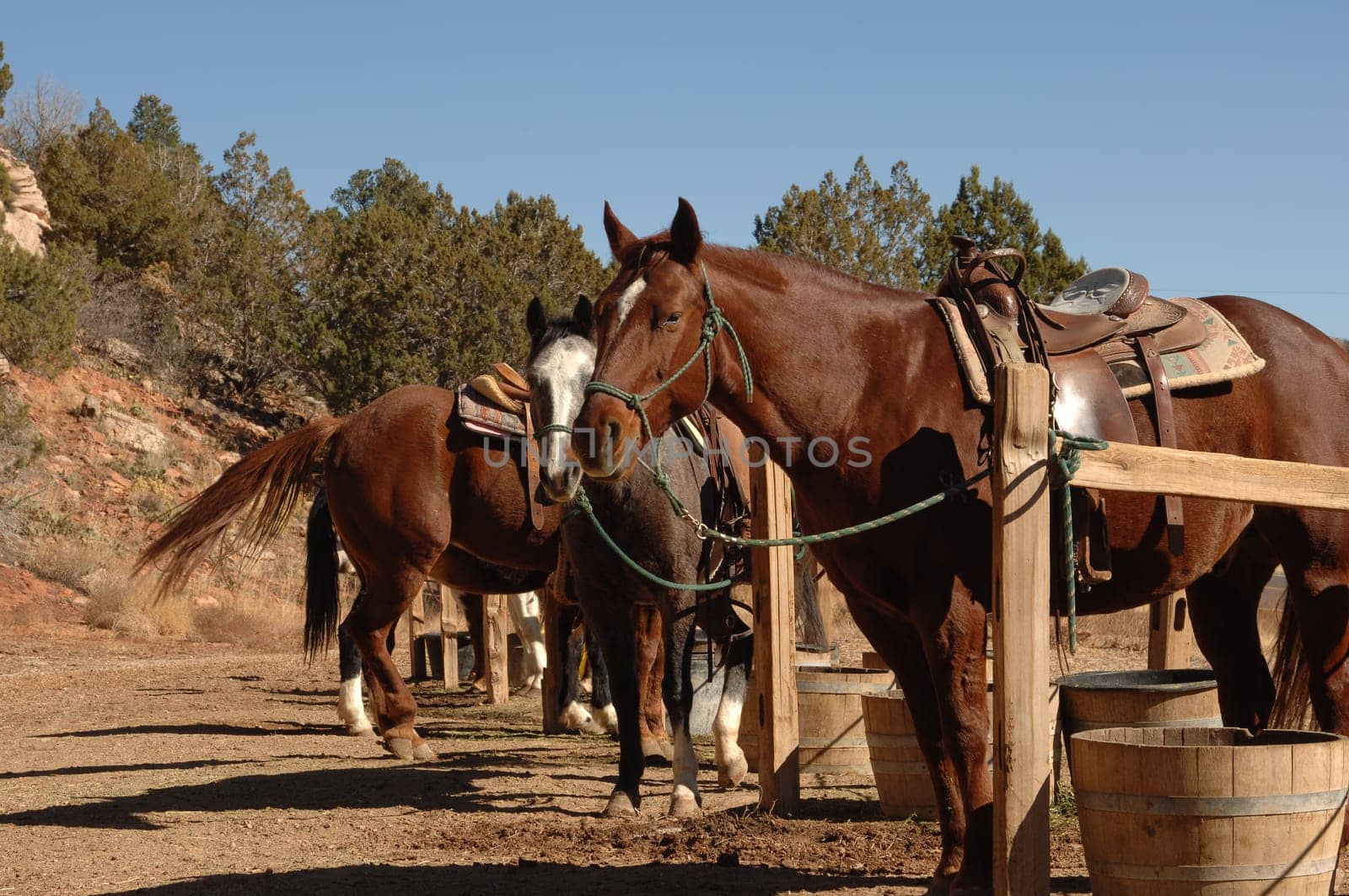 Horses