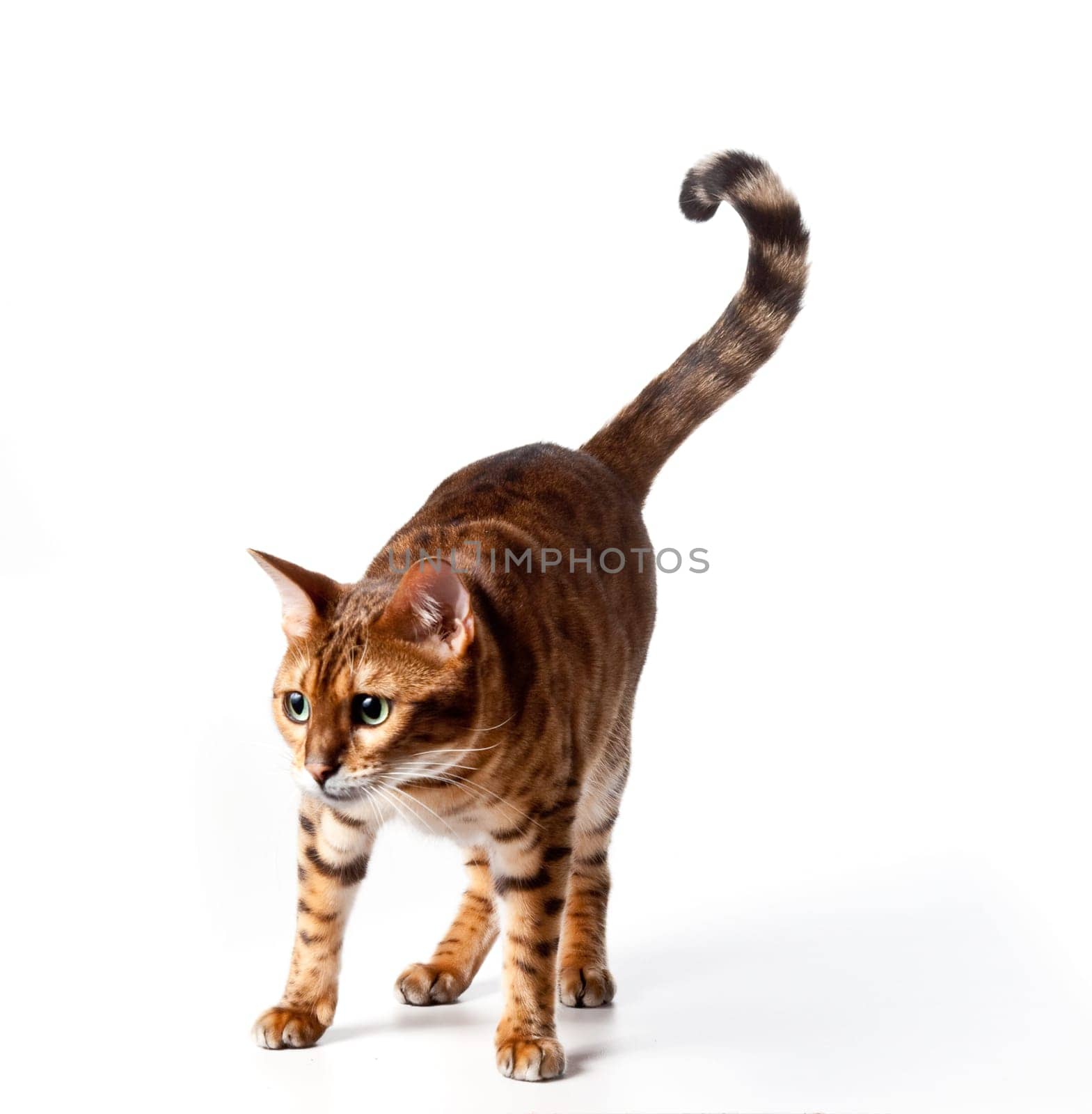 Bengal Tiger Cat staring at invible object