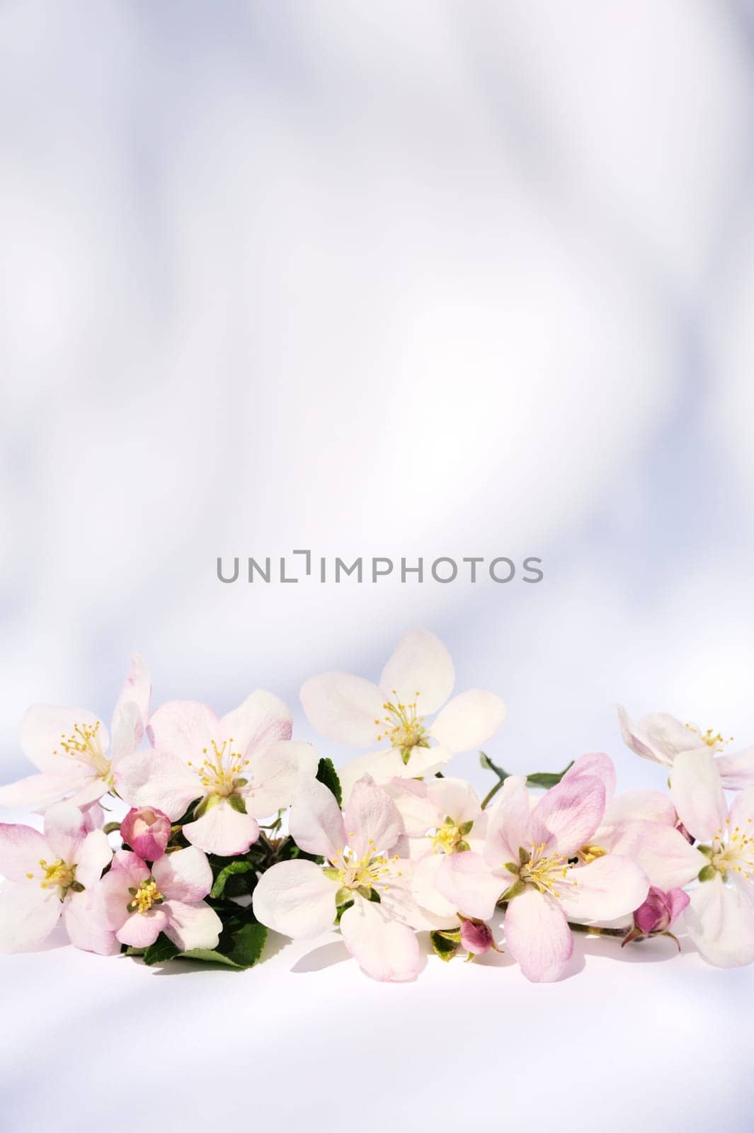 Apple blossoms
