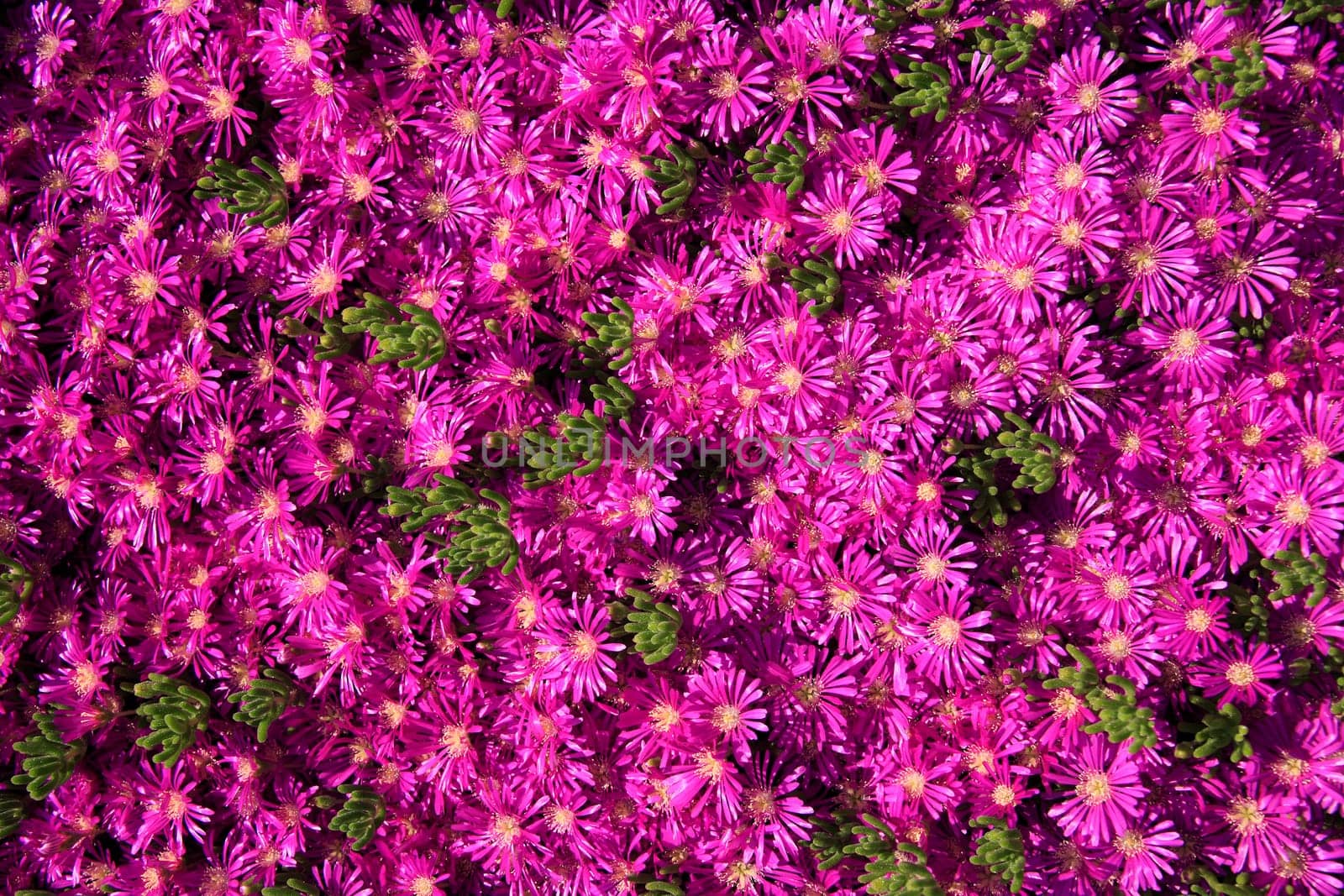 pink daisies