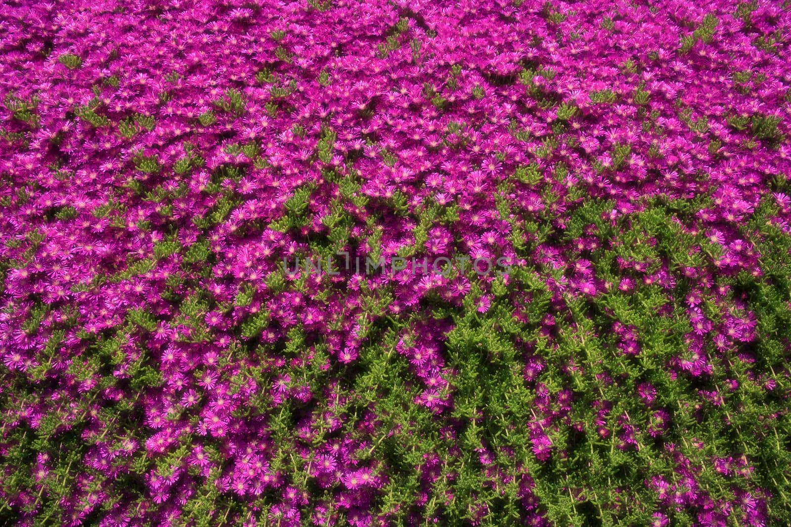 close up shot of a pink daisies