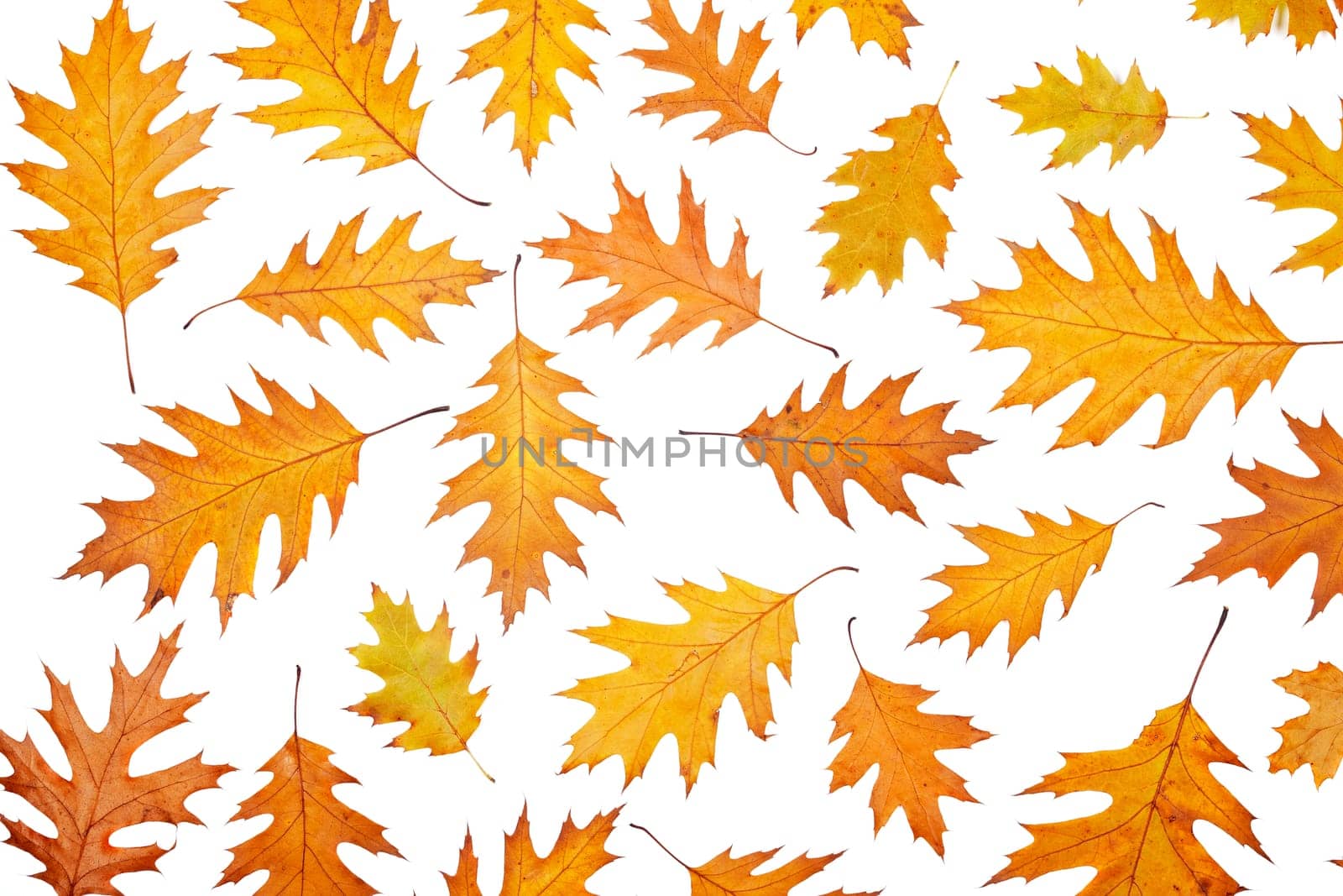 Assortment of leaves