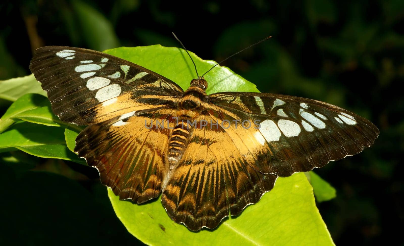 Parthenos sylvia