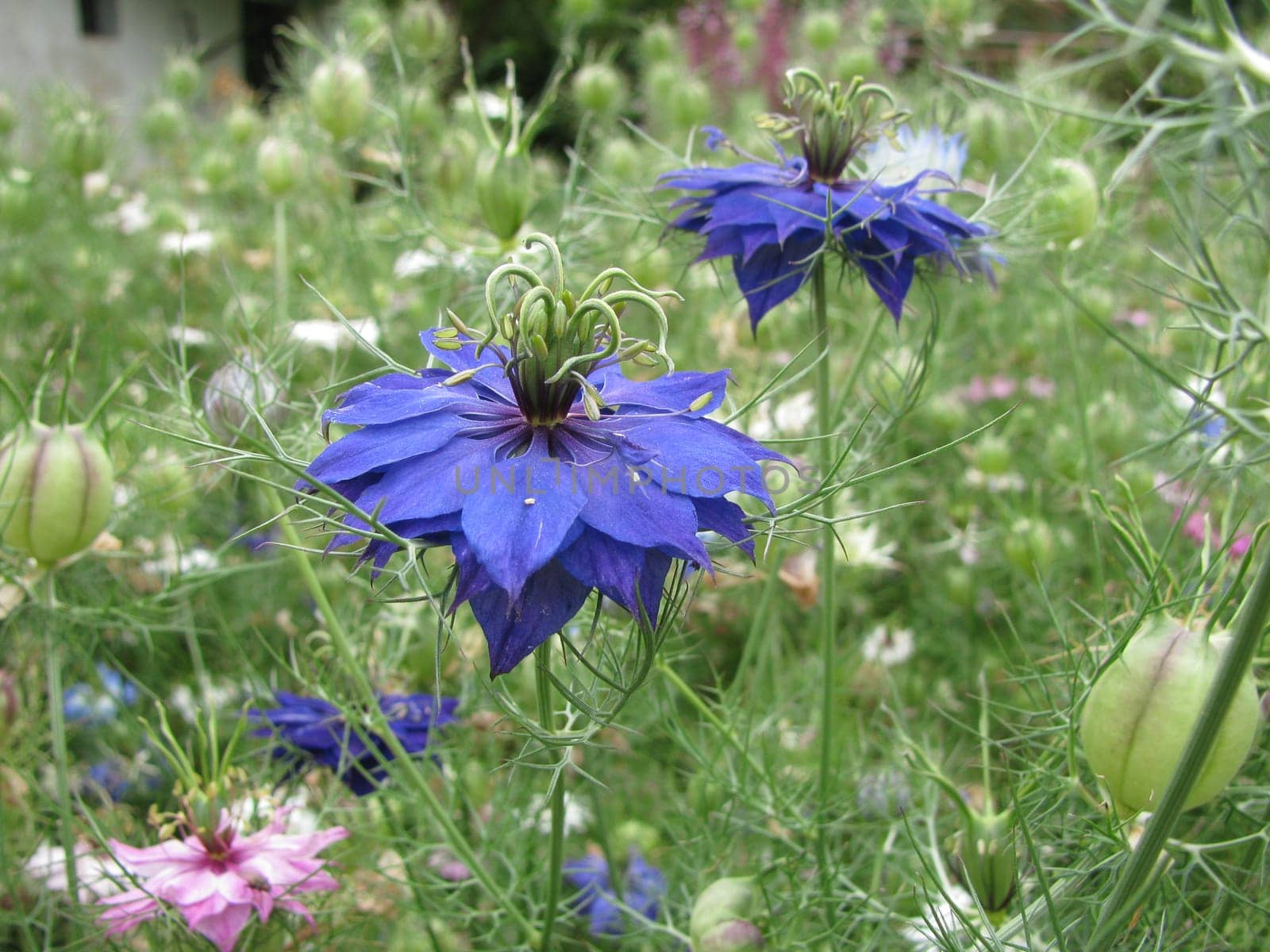 Maiden in the green,Nigella damascena