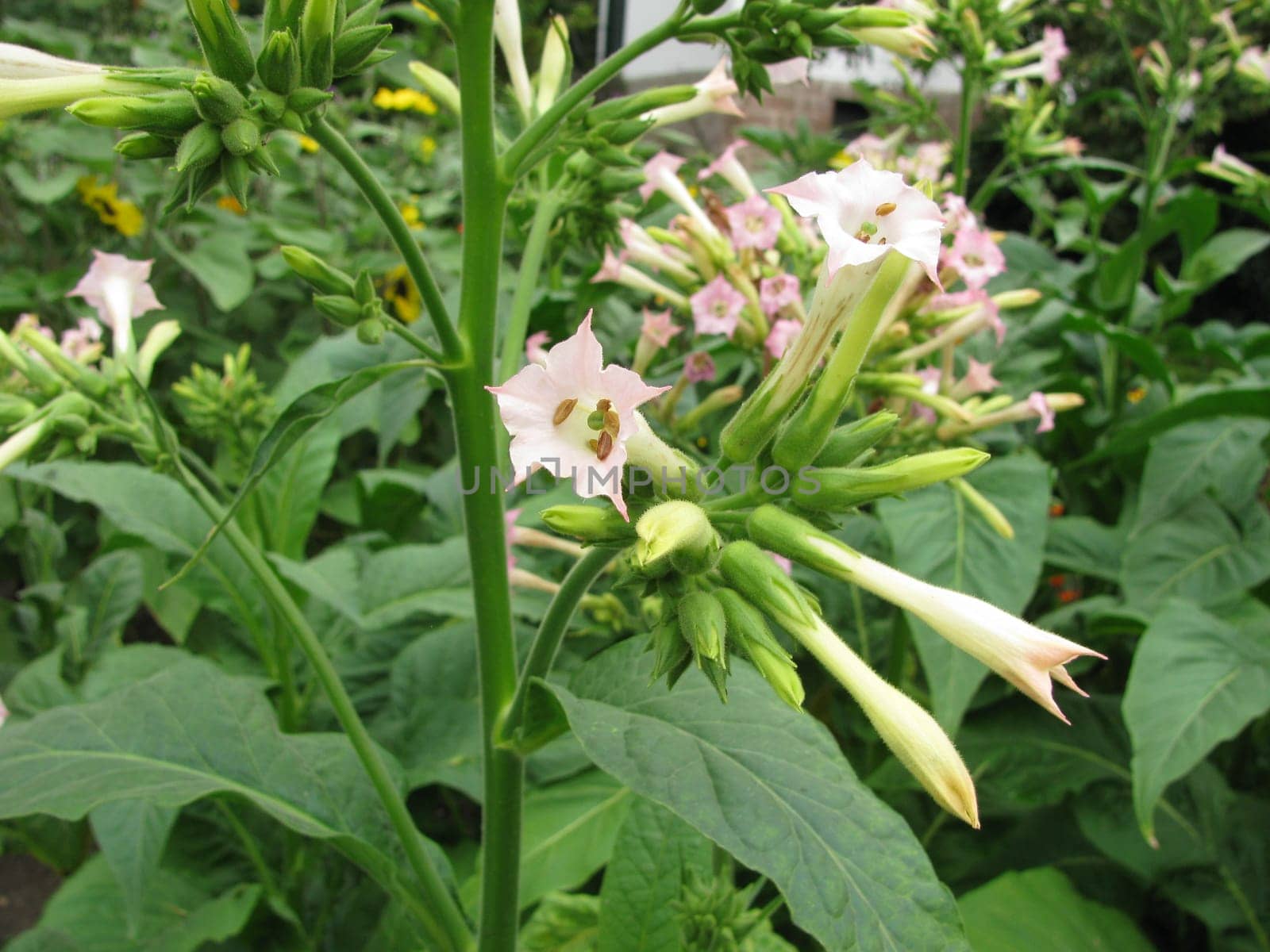 Pink Flowering Tobacco,Nicotiana