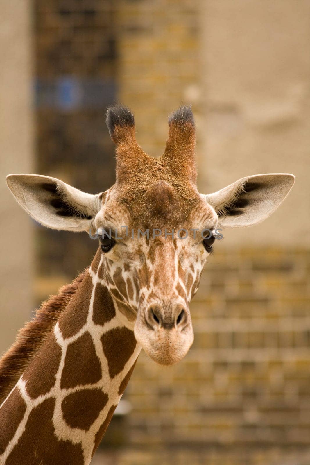Giraffe WD271