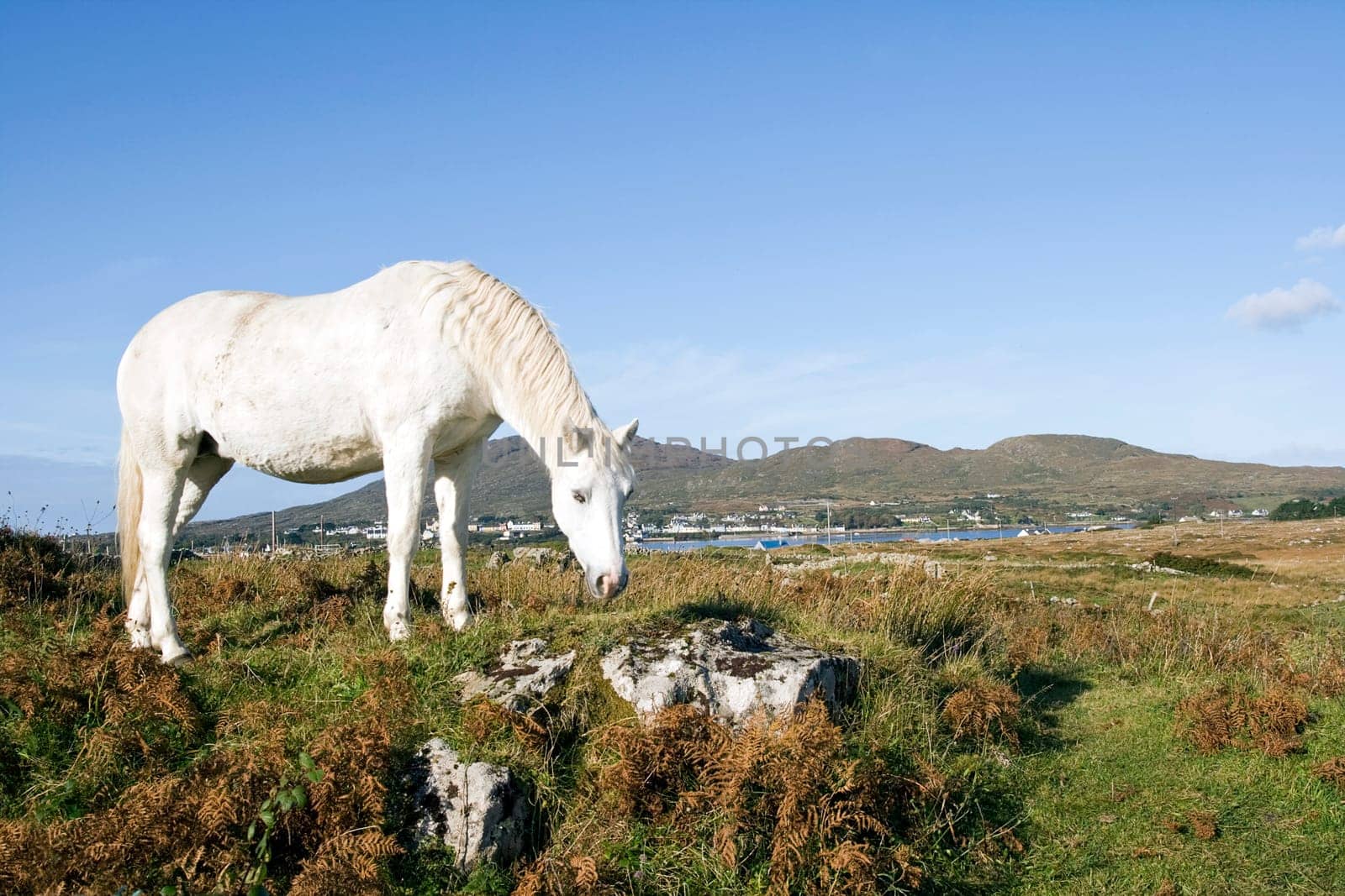Connemara Pony