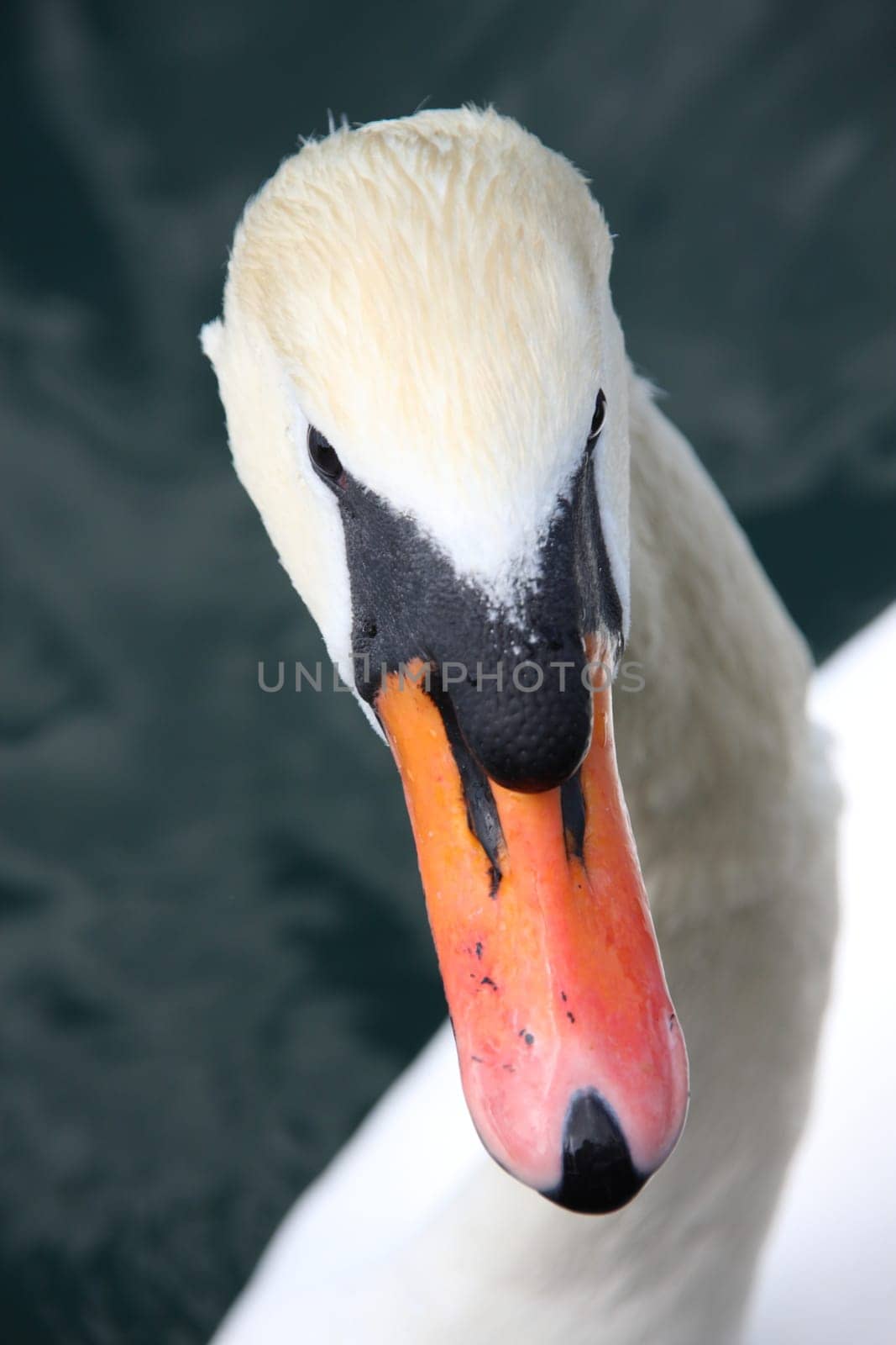 Swan
