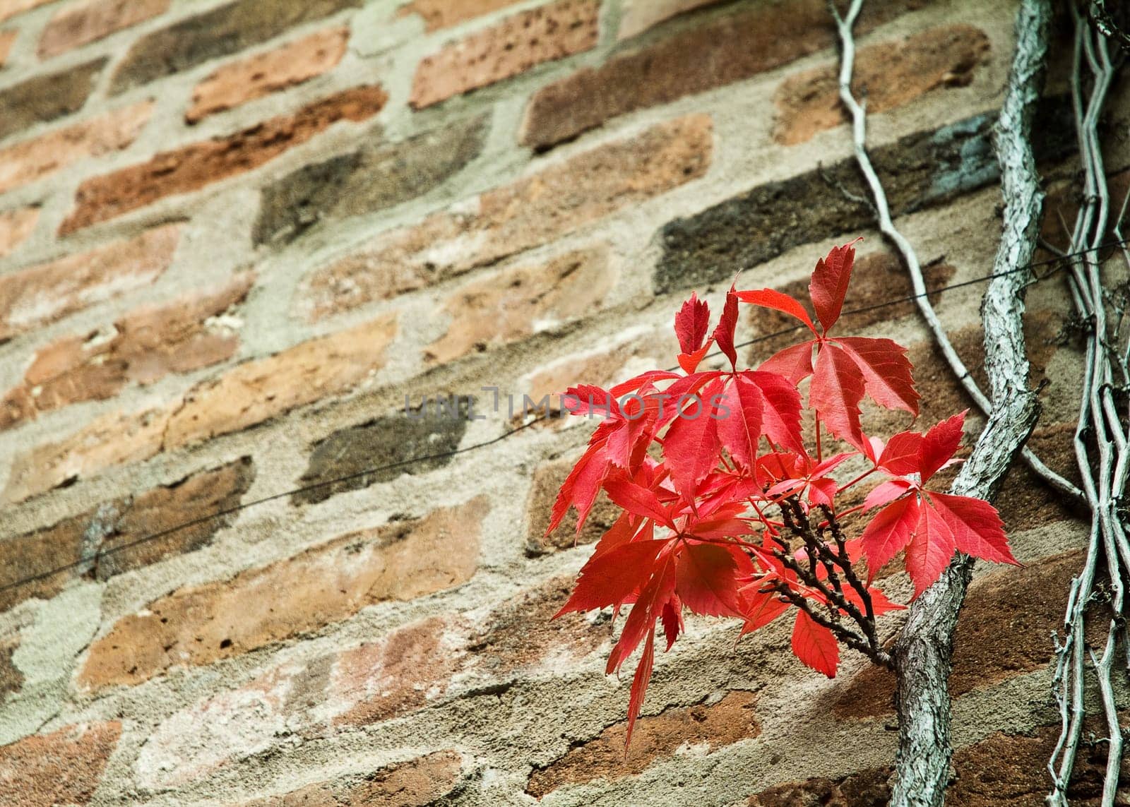 Red leaves ivy on the wall