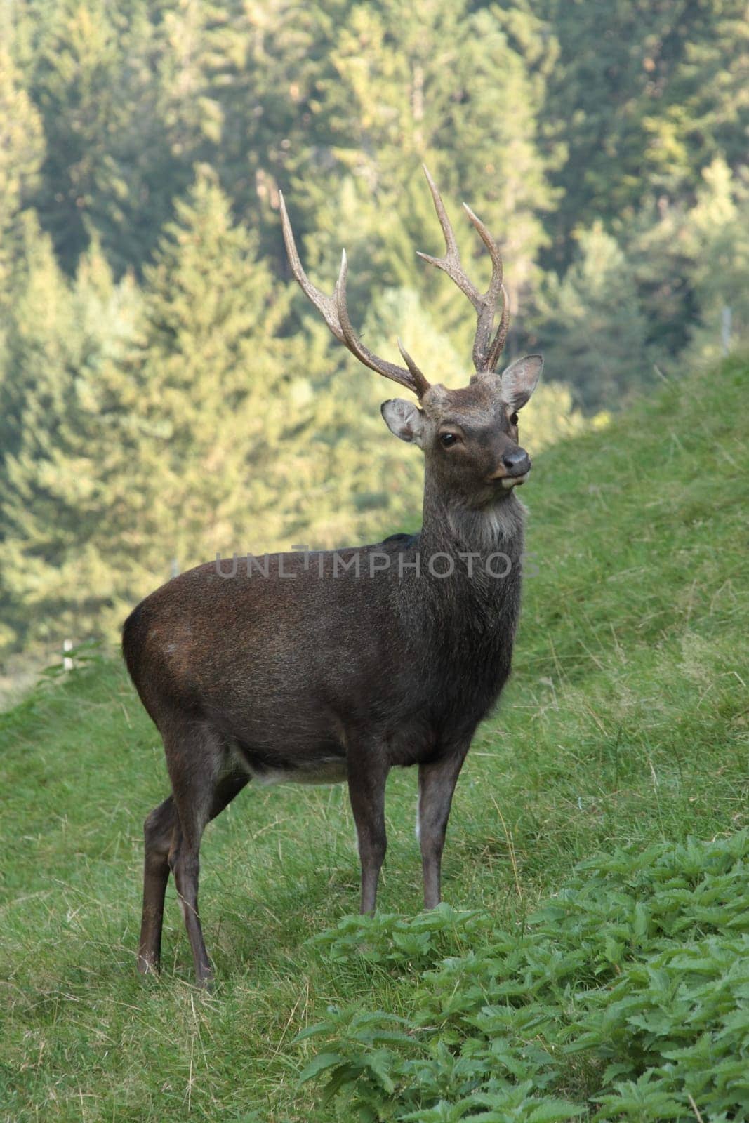 Deer