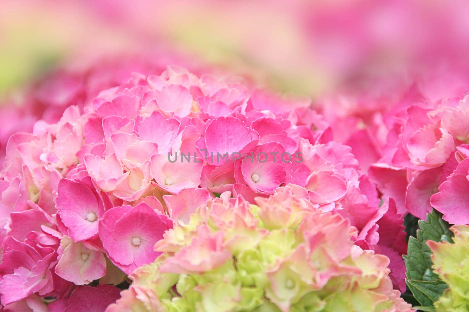 Hydrangea