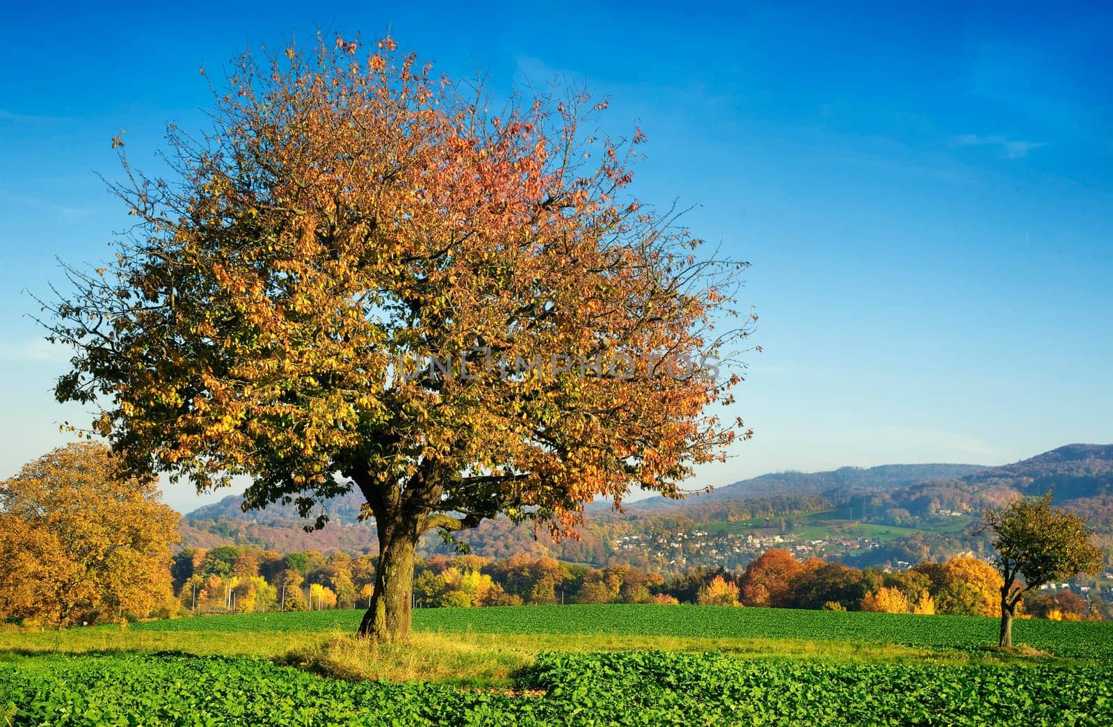 Cherry tree in autumn dress