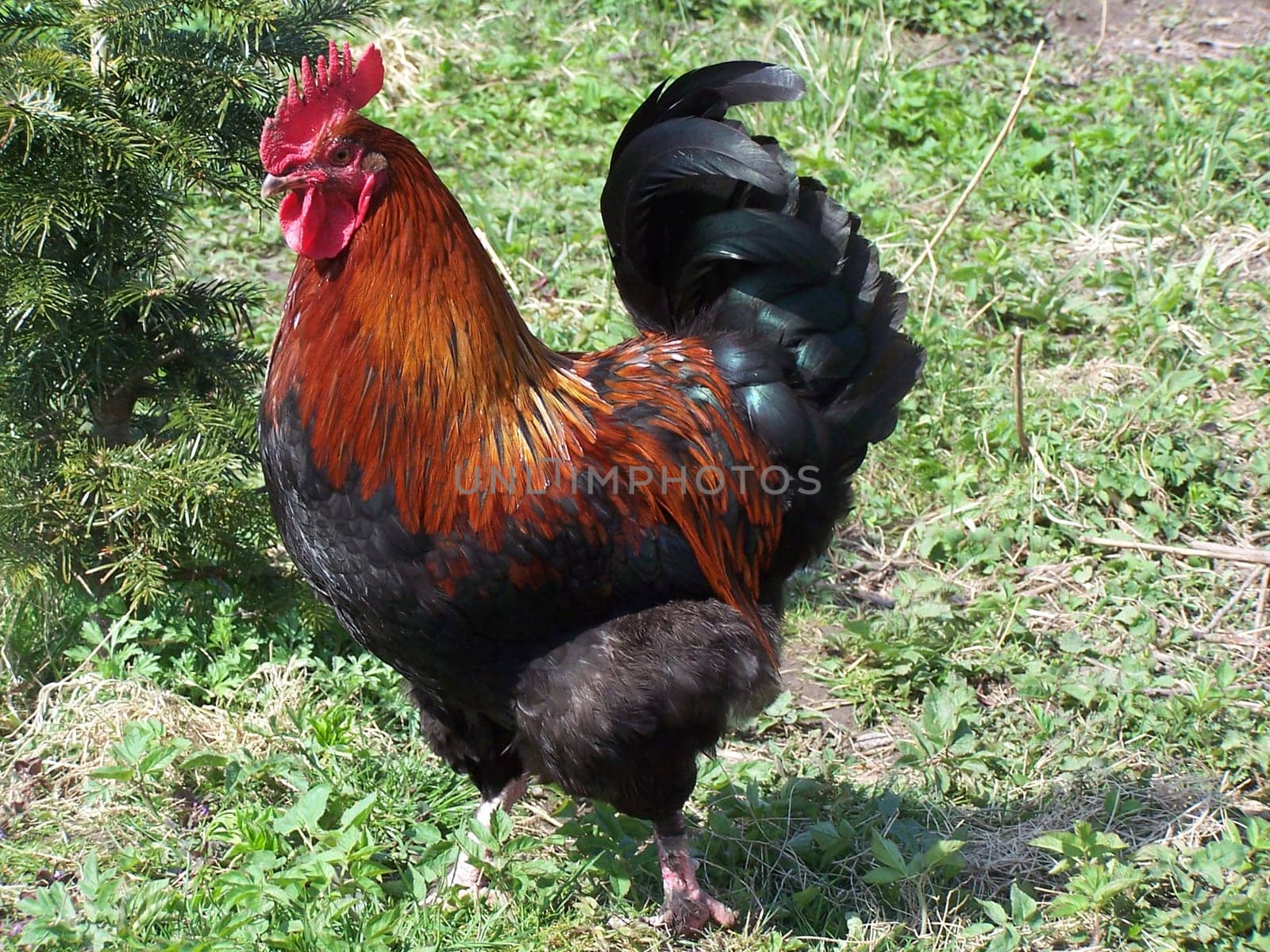 Beautiful rooster in the green